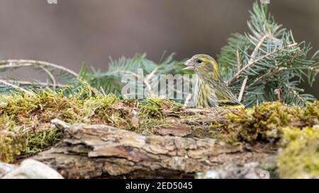 Erlenzeisig, gelb, ast, Europa, Italia, wild lebende tiere, baum, wild, tier, singvogel Foto Stock