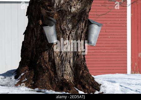 Autentici secchi tradizionali sono utilizzati per raccogliere sap per fare zucchero d'acero da un vecchio albero d'acero accanto al fienile rosso nel Maine. Molte aziende agricole nel New England Foto Stock