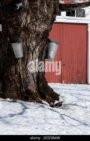 I secchi tradizionali di alluminio sono utilizzati per raccogliere sap per fare sciroppo d'acero da e vecchio albero d'acero, vicino a un granaio rosso in una fattoria nel Maine. Foto Stock