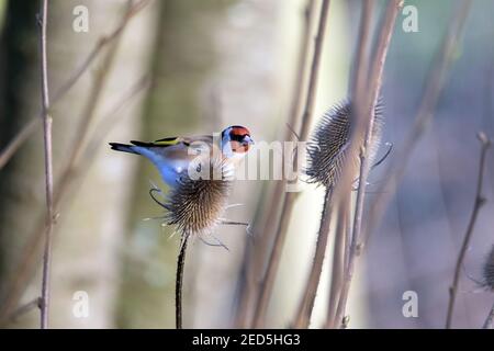 Il cardfinch si nude alla teasel. Foto Stock