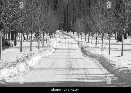 vuota strada coperta di neve alberata in inverno Foto Stock