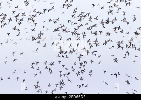 Girione eurasiatica, Marica penelope, grande gregge di uccelli in volo su una piscina, Norfolk, Regno Unito Foto Stock