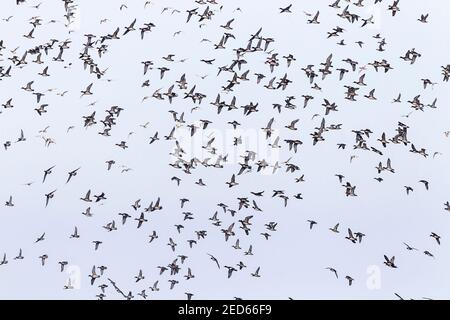 Girione eurasiatica, Marica penelope, grande gregge di uccelli in volo su una piscina, Norfolk, Regno Unito Foto Stock