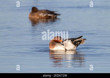 Il wigeon eurasiatico, Mareca penelope, bagno maschile adulto e preening in acqua, Norfolk, Regno Unito Foto Stock