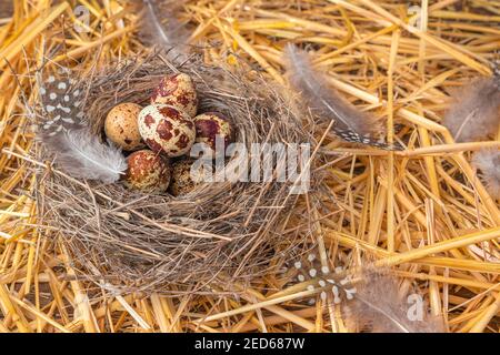 Uova di quaglia in un nido su paglia gialla con piume. Foto Stock