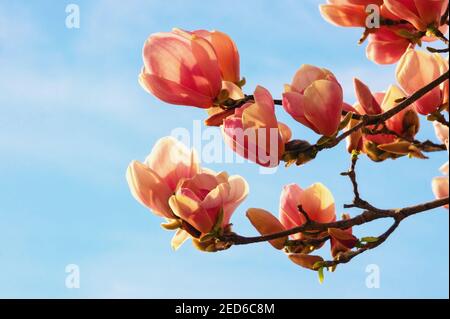 Ramo dell'albero di magnolia ( Magnolia soulangeana ) con bellissimi fiori rosa nella soleggiata giornata primaverile. Spazio di copia Foto Stock