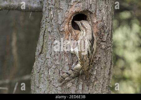 Eurasian Wryneck, Jynx torquilla, adulta al nido in un albero, Gabarevo, Bulgaria, 12 giugno 2012 Foto Stock