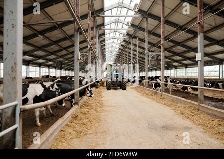 Due grandi paddock con mucche di latte purebred che mangiano mangia bestiame all'interno di una moderna fattoria di animali e di un trattore che si muove in avanti lungo la corsia Foto Stock