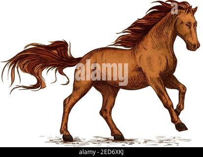 Bruno arabo mustang stallone da corsa o galoppo. Colore cavallo vettore schizzo per lo sport equestre, equitazione, equestri design Illustrazione Vettoriale
