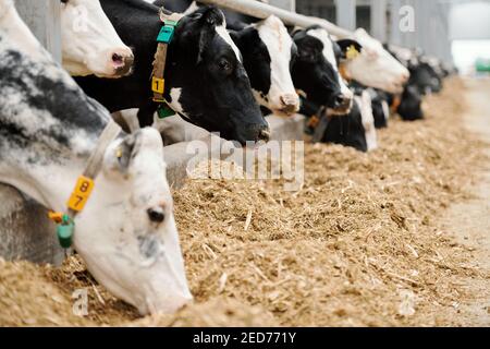 Fila di vacche da latte in purea in piedi contro la lunga corsia di entrata ampio paddock all'interno di una fattoria di animali contemporanea e mangiare bestiame secco alimentazione Foto Stock