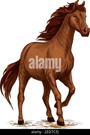 Correndo cavallo schizzo di bruno stallone arabo. Cavallo di razza araba al galoppo. Simbolo delle corse ippiche, badge sportivo equestre, stampa t-shirt Illustrazione Vettoriale