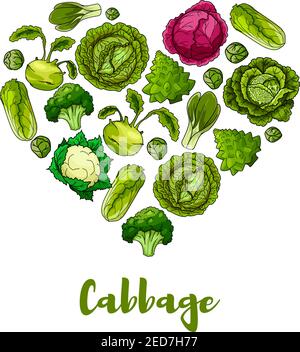 Cuore di cavolo verdure progettate di cavolo verde bianco e rosso, romanesco broccoli, kohlrabi e germogli di bruxelles, cavolfiore, cinese ca Illustrazione Vettoriale