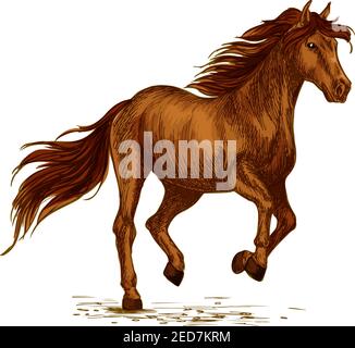 Cavallo di cavallo. Bruno arabo mustang corsa o corsa in galoppo. Wild mare o simbolo di stallone per la mostra sportiva equitazione equino, concorso o. Illustrazione Vettoriale