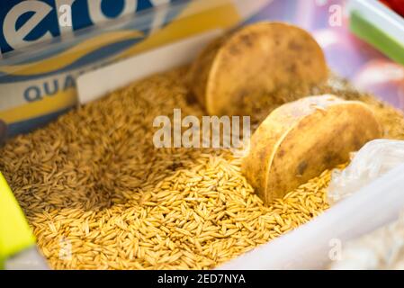 Il formaggio viene stagionato e conservato in riso secco e stagionato per diversi mesi prima di essere esposto al mercato popolare di Kotors. Foto Stock