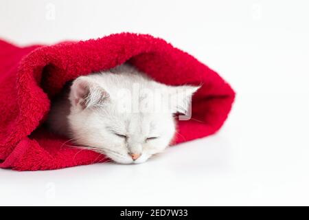 Primo piano carino gattino bianco che dorme in un asciugamano rosso su sfondo bianco Foto Stock