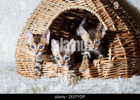 Tre piccoli gattini nel cesto di vimini. Giovani bei cuccioli di capelli corti purebred Foto Stock