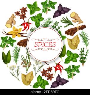 Cibo di spezie o stagionatura, bandiera di erbe. Vaniglia e cannella, rosmarino a foglia piatta e anice stellato, peperoncino rosso e menta, menta piperita o menta verde, g Illustrazione Vettoriale