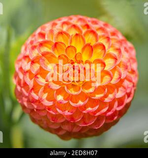 Primo piano di un fiore rosa arancio e giallo della bellissima dahlia preso nel National Trust Biddulph Grange Garden a Stoke on Trent, Staffordshire, Inghilterra Foto Stock