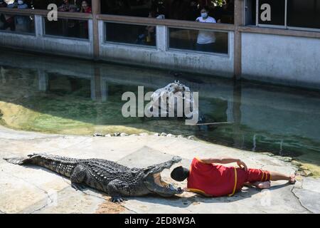 Un esecutore che mette la testa tra le galatie di un coccodrillo durante uno spettacolo alla Samutprakarn Crocodile Farm and Zoo. La fattoria e lo zoo sostiene di essere la più grande fattoria di coccodrilli del mondo con coccodrilli d'acqua dolce e coccodrilli in mare. Più di 40,000 caratteri e offerte. Spettacoli come l'alligatore lotta per attirare i turisti riaprire in mezzo all'epidemia di coronavirus. Foto Stock