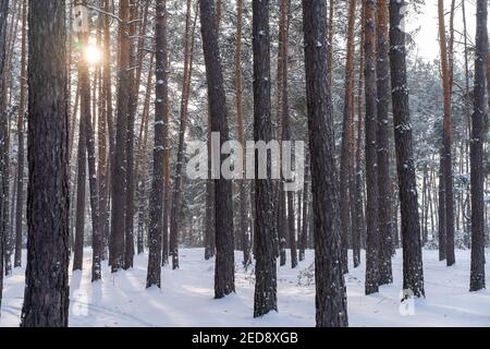 Paesaggio primaverile della neve nella pineta. Solo i tronchi ad albero in orizzontale Foto Stock