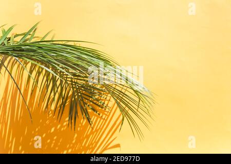 Palm lascia sullo sfondo giallo con l'ombra Foto Stock