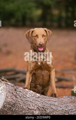 Un ritratto closeup di un grande cane di Chesapeake Bay Retriever con la linguetta che si stacca in una foresta densa Foto Stock