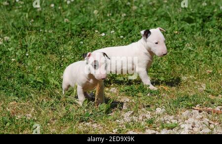 Un closeup ritratto di due purebred carino toro Terrier cucciolo cani che giocano in un campo erboso Foto Stock