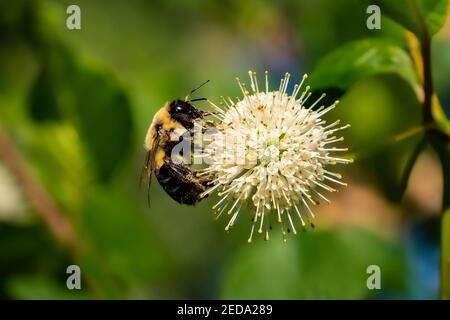 Un Bumblebee (Bombus) che si nuoce a un bush pulsante (Cephalanthus occidentalis) fiorisce al sole primaverile. Foto Stock