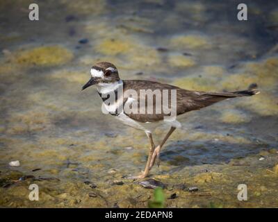 Uccidolo in acqua mangiare Foto Stock