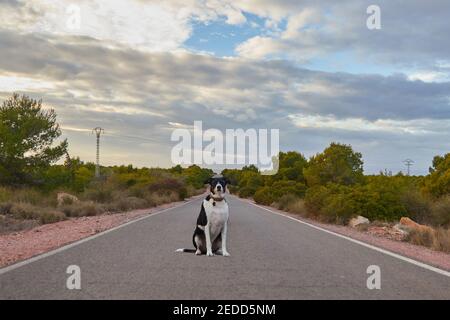 cane abbandonato seduto in mezzo alla strada Foto Stock