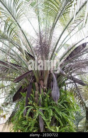 Butia capitata - palma di pindo. Foto Stock