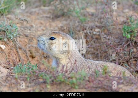 Il cane della Prairie dalla coda nera che si stagliava fuori dal suo Burrow in Devils Tower National Monument in Wyoming Foto Stock