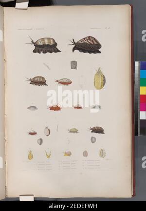 Mollusques- 1. Taupe di porcelaina; 2.- 4. Porcelaina maure; 5. Arabique di porcelaine; 6. 7. Porcelaina rougeole; 8. 9. Porcelaina neigeuse; 10. 11. Granata di porcelaina; 12. Porcelaina cribile; 13. Foto Stock