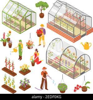 Set di icone a effetto serra isometrico 3d colorate e isolate con semenzatura e cura di illustrazione vettoriale delle piante Illustrazione Vettoriale