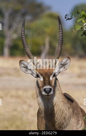 Waterbuck maschio ram (Kobus ellissiprymnus) profilo della testa con corna con sfondo sfocato nel Parco Nazionale di Mana Pools, Zimbabwe Foto Stock