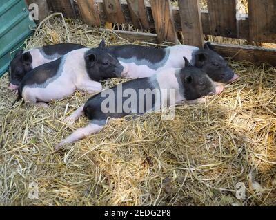 Quattro cuccioli vietnamiti Pot belligerati maiali che dormono sul giallo paglia nello stallo alla fattoria Foto Stock