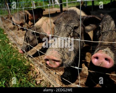 Gruppo di maiali vietnamiti Pot belliti in fattoria, primo piano testa e naso di maiale Foto Stock