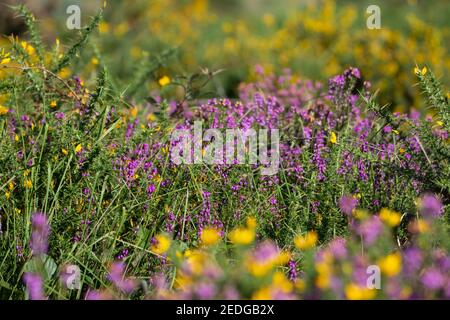 Erica fiorente (Calluna vulgaris) e gola fiorente gialla Foto Stock