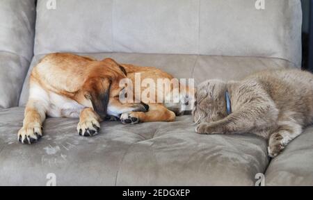 Carino cane zenzero con orecchie appese si siede sul divano accanto a un gatto britannico. Foto Stock