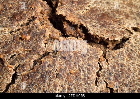 Pane Borodino appena sfornato con crostini naturali Foto Stock