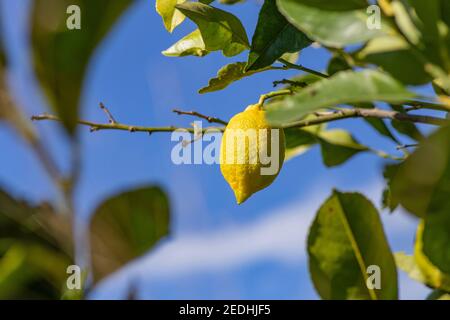 Il limone verde sull'albero in giardino. Foto Stock