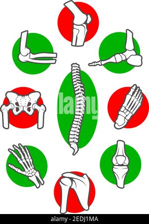 Insieme di icone delle ossa e delle articolazioni dello scheletro umano. Gamba, mano, piede, ginocchio, braccio e colonna vertebrale, dito e gomito, bacino e costola, spalla e caviglia, polso e torace, Illustrazione Vettoriale