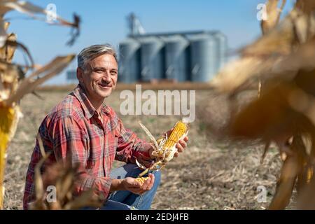 Coltivatore con i silos di grano nello sfondo durante la raccolta di mais. Agricoltore con il mais COB in mano guardando la macchina fotografica. Foto Stock