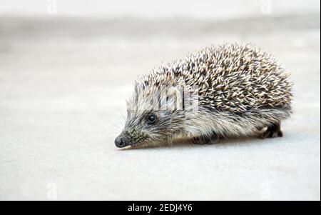 Hedgehog dell'Europa occidentale (comune) su un background neutrale Foto Stock