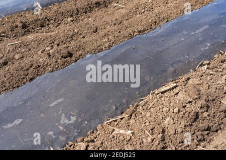 Letti di verdure coperti con pellicole di plastica di pacciamatura biodegradabili. Installazione dell'irrigazione del nastro gocciolante sotto pacciamatura di plastica su un letto vegetale. Foto Stock