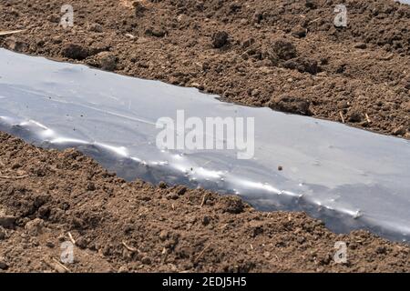 Fila di letti di verdure ricoperti di pacciame di plastica su un terreno agricolo. Installazione dell'irrigazione del nastro gocciolante sotto pacciamatura di plastica su un letto vegetale. Foto Stock