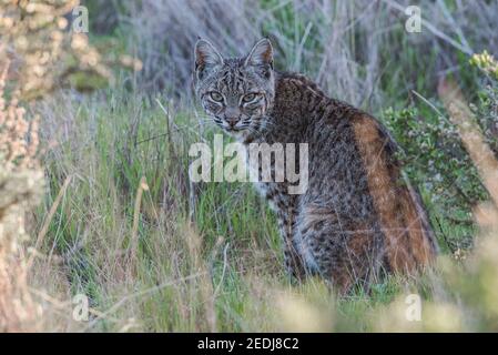 Un rilassato bob selvaggio (Lynx rufus) dall'area ricreativa Golden Gate nell'area della Baia di San Francisco in California. Foto Stock