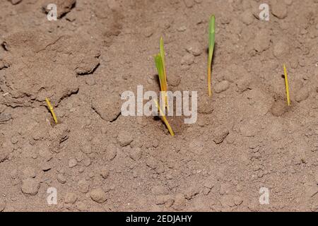Erba di grano verde fresca che cresce nel campo, l'agricoltura indiana asiatica Foto Stock