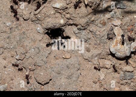 Un sacco di formiche che lavorano intorno alla loro collina formica o colonia, grandi formiche . india Foto Stock