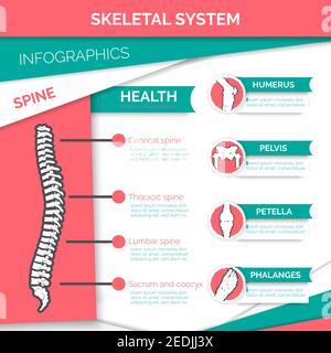 Progettazione infografica del sistema scheletrico umano. Colonna vertebrale sana con marcate vertebre cervicali, toraciche, lombari e sacrali, ossa e articolazioni di piede, ginocchio, Illustrazione Vettoriale